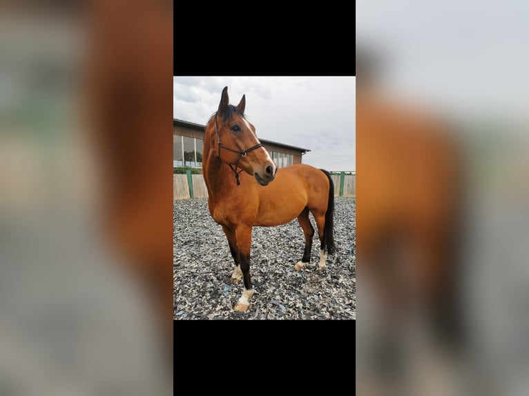 Tschechisches Warmblut Wallach 19 Jahre 170 cm Rotbrauner in Eggstätt