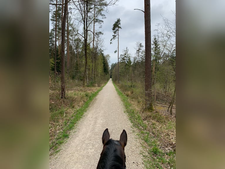 Tschechisches Warmblut Wallach 19 Jahre 178 cm  in Oberasbach