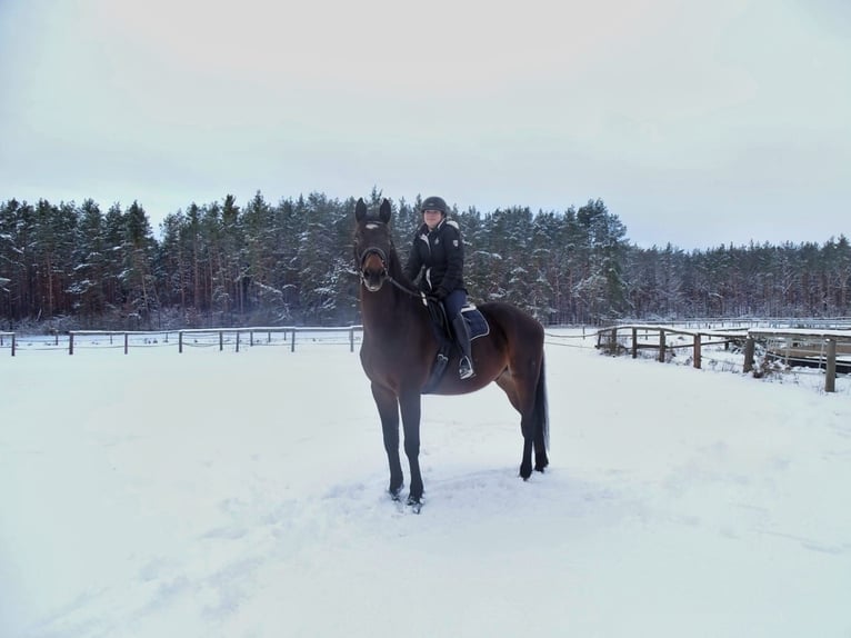 Tschechisches Warmblut Wallach 19 Jahre 178 cm  in Oberasbach