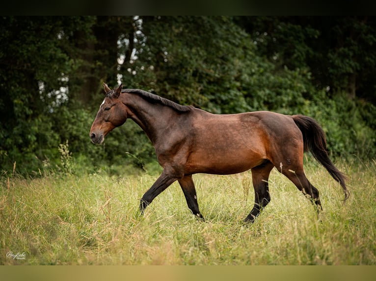 Tschechisches Warmblut Wallach 19 Jahre 178 cm  in Oberasbach