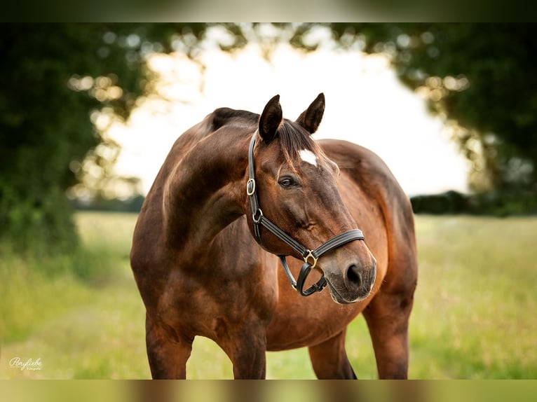 Tschechisches Warmblut Wallach 19 Jahre 178 cm  in Oberasbach