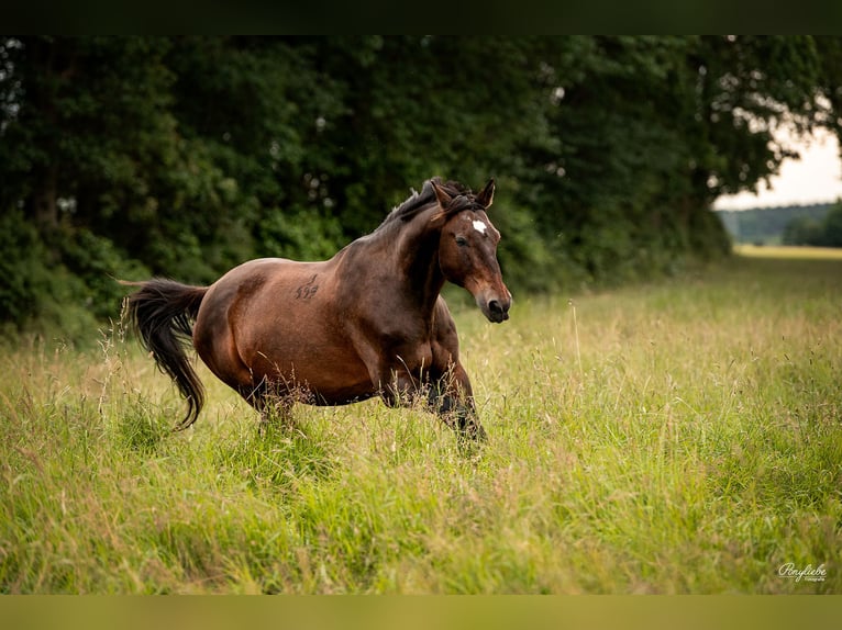 Tschechisches Warmblut Wallach 19 Jahre 178 cm  in Oberasbach