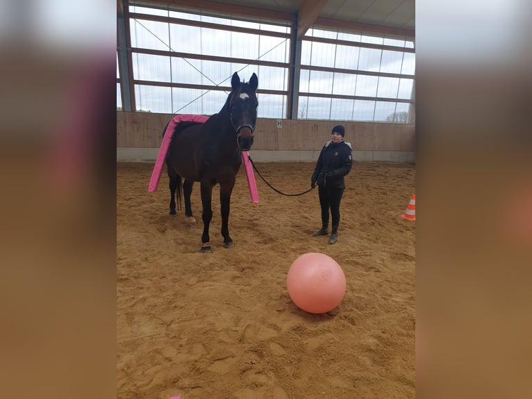 Tschechisches Warmblut Wallach 19 Jahre 178 cm  in Oberasbach