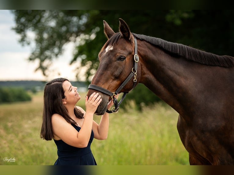 Tschechisches Warmblut Wallach 19 Jahre 178 cm  in Oberasbach