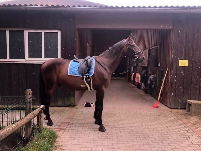 Tschechisches Warmblut Wallach 19 Jahre 178 cm  in Oberasbach