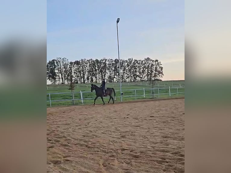 Tschechisches Warmblut Wallach 19 Jahre 178 cm  in Oberasbach