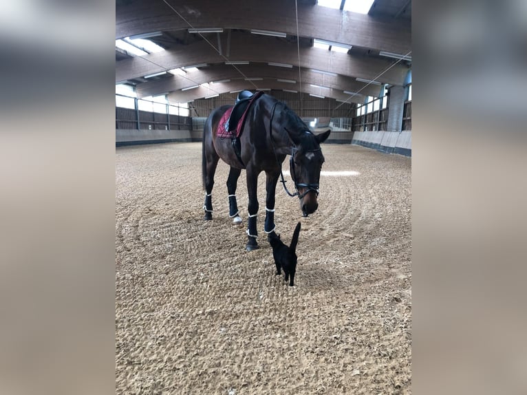 Tschechisches Warmblut Wallach 19 Jahre 178 cm  in Oberasbach