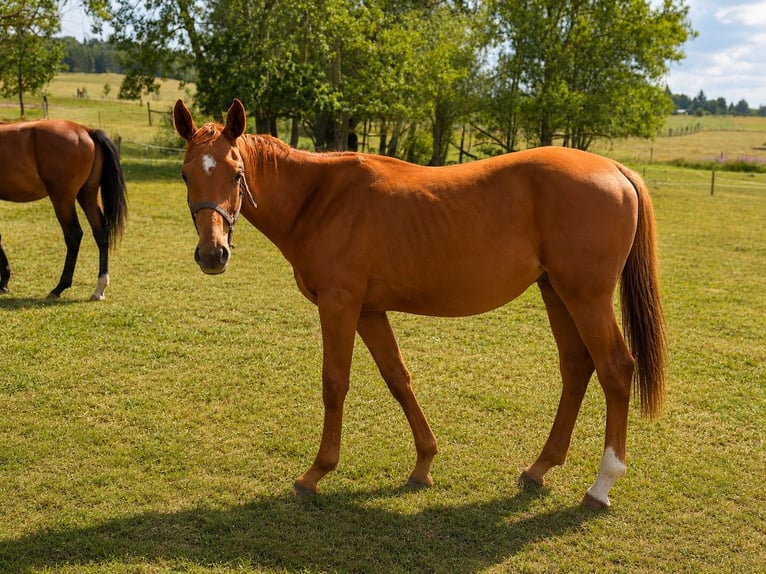 Tschechisches Warmblut Wallach 1 Jahr Dunkelfuchs in Votice