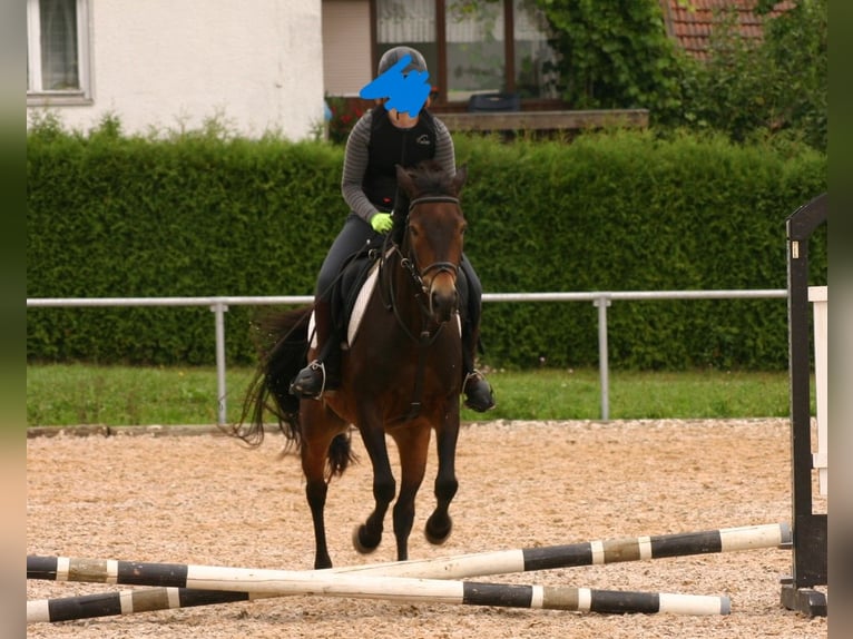 Tschechisches Warmblut Wallach 20 Jahre 152 cm Brauner in Mallersdorf-Pfaffenberg