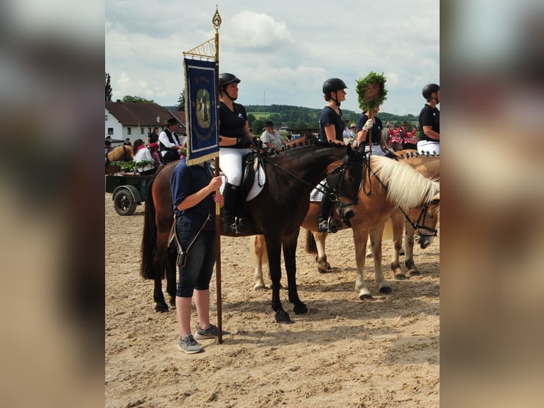 Tschechisches Warmblut Wallach 20 Jahre 152 cm Brauner in Mallersdorf-Pfaffenberg