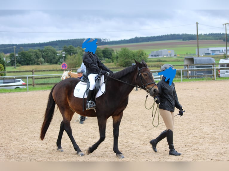 Tschechisches Warmblut Wallach 20 Jahre 152 cm Brauner in Mallersdorf-Pfaffenberg