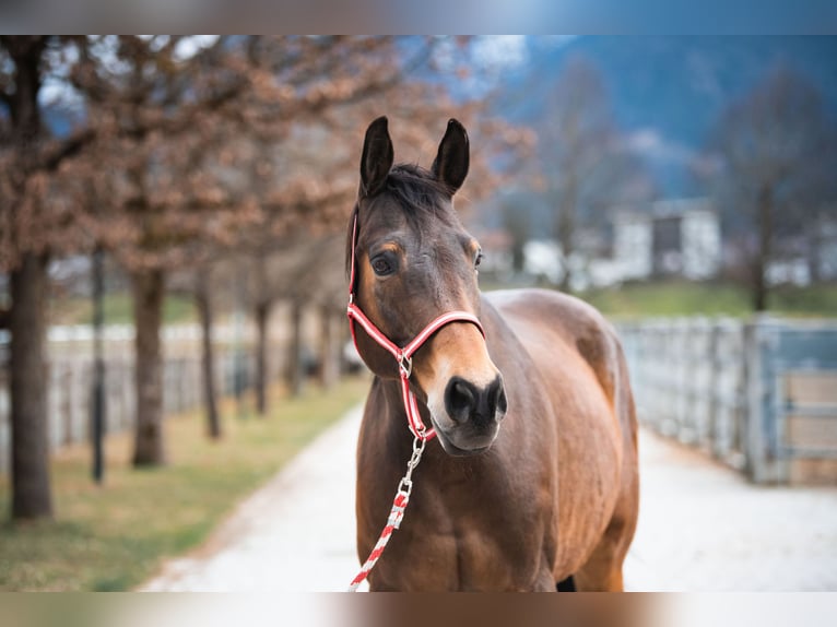 Tschechisches Warmblut Wallach 21 Jahre 169 cm Dunkelbrauner in Reutte