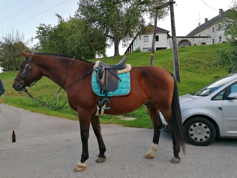 Tschechisches Warmblut Wallach 21 Jahre 172 cm Brauner in Unterweißenbach