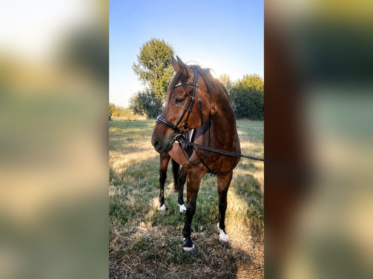 Tschechisches Warmblut Wallach 21 Jahre 173 cm Dunkelbrauner in Meerbusch