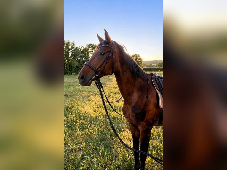 Tschechisches Warmblut Wallach 21 Jahre 173 cm Dunkelbrauner in Meerbusch