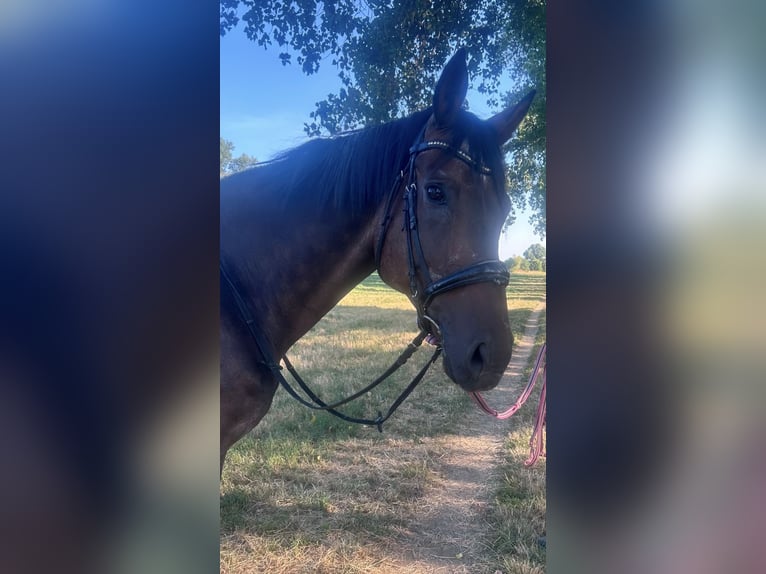 Tschechisches Warmblut Wallach 21 Jahre 173 cm Dunkelbrauner in Meerbusch