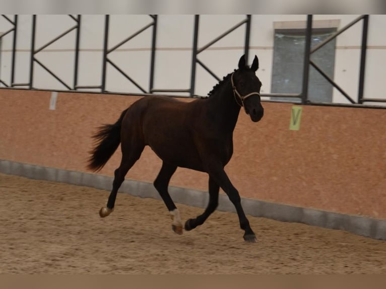 Tschechisches Warmblut Wallach 2 Jahre Rappe in Czech Republic