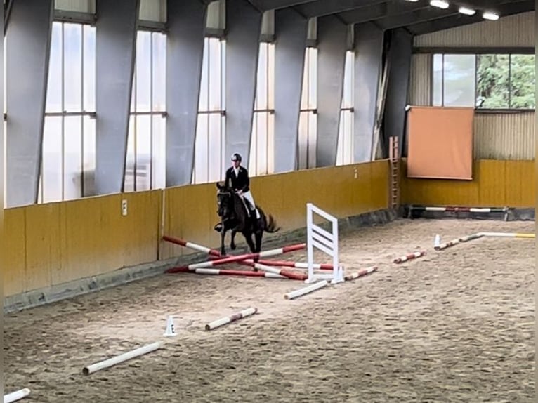 Tschechisches Warmblut Wallach 3 Jahre 162 cm Rappe in Czech Republic