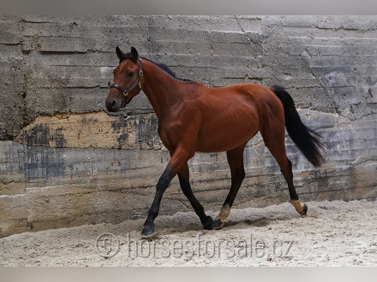 Tschechisches Warmblut Wallach 3 Jahre 166 cm Brauner in Votice