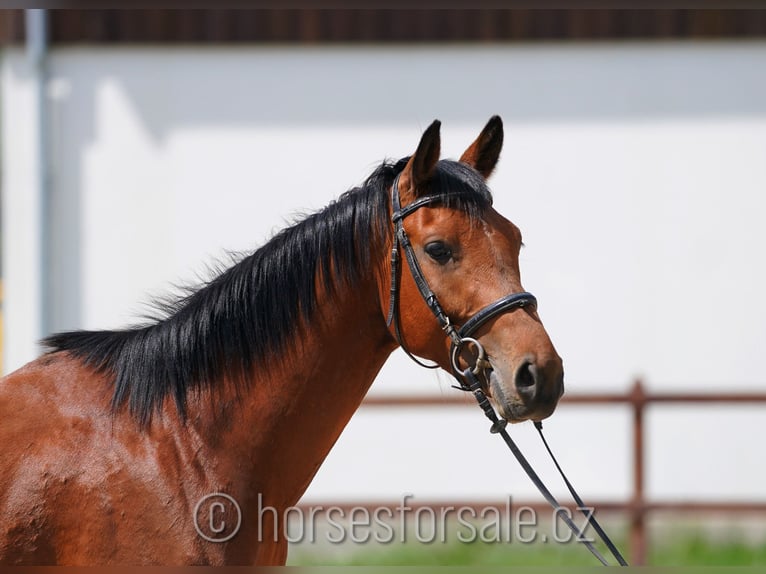 Tschechisches Warmblut Wallach 3 Jahre 166 cm Brauner in Votice