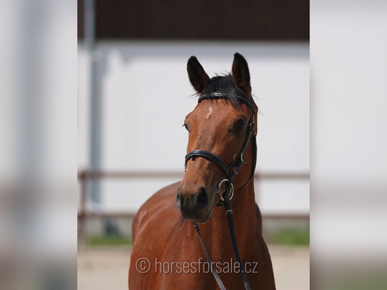 Tschechisches Warmblut Wallach 3 Jahre 166 cm Brauner in Votice
