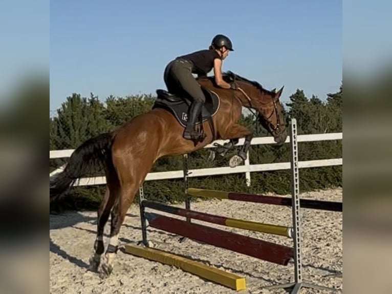 Tschechisches Warmblut Wallach 3 Jahre 168 cm Rotbrauner in Strážiště, Czech Republic