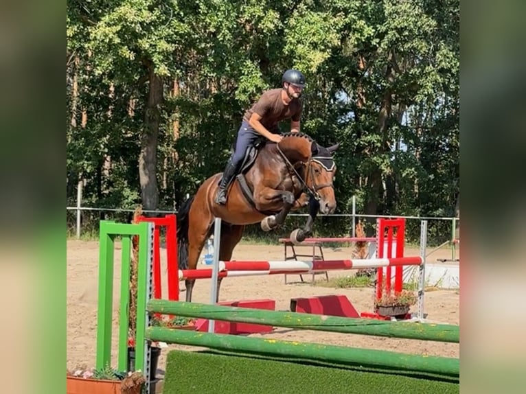 Tschechisches Warmblut Wallach 3 Jahre 170 cm Rotbrauner in Mladá Boleslav