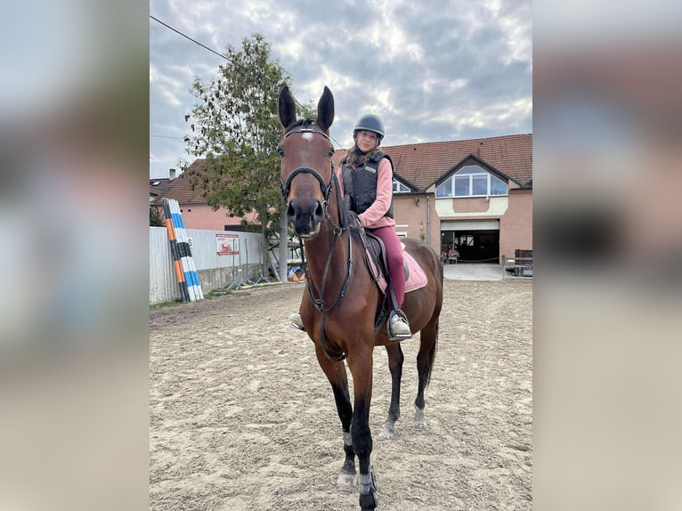 Tschechisches Warmblut Wallach 3 Jahre 172 cm Brauner in N&#xFD;&#x159;any