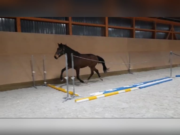 Tschechisches Warmblut Wallach 3 Jahre 173 cm Dunkelbrauner in Olomouc