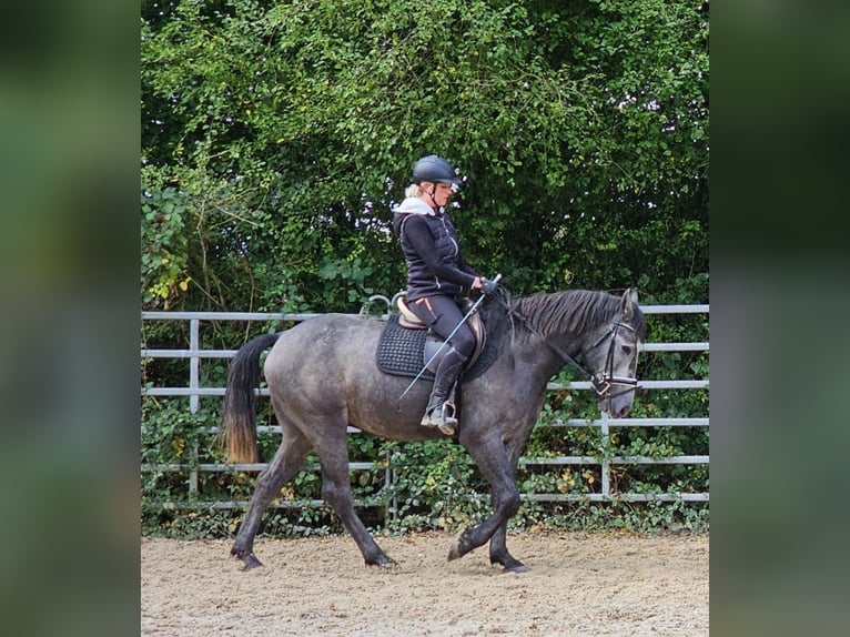 Tschechisches Warmblut Wallach 4 Jahre 160 cm Apfelschimmel in Bad Camberg