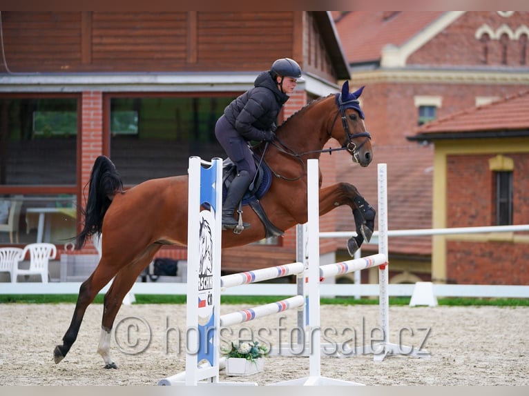 Tschechisches Warmblut Wallach 4 Jahre 162 cm Brauner in Pisek