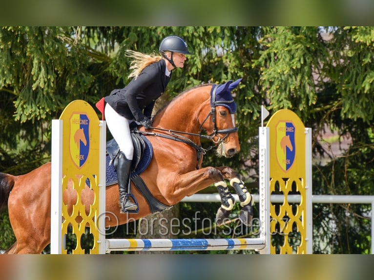Tschechisches Warmblut Wallach 4 Jahre 162 cm Brauner in Pisek