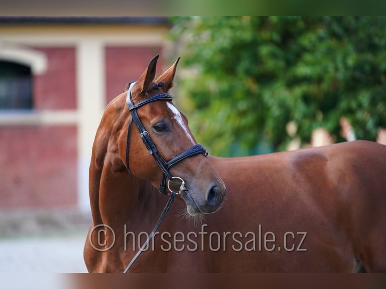 Tschechisches Warmblut Wallach 4 Jahre 162 cm Brauner in Pisek