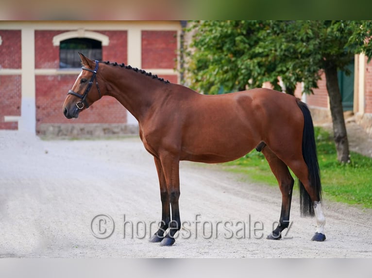 Tschechisches Warmblut Wallach 4 Jahre 162 cm Brauner in Pisek