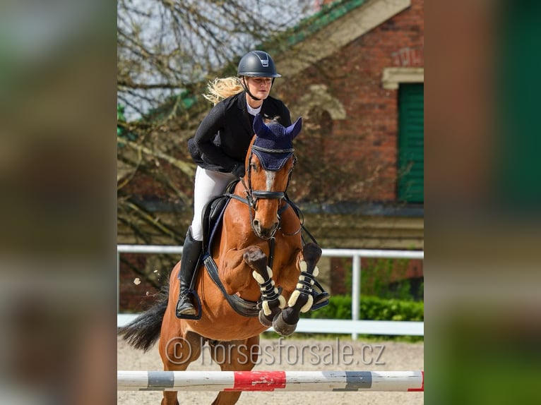 Tschechisches Warmblut Wallach 4 Jahre 162 cm Brauner in Pisek