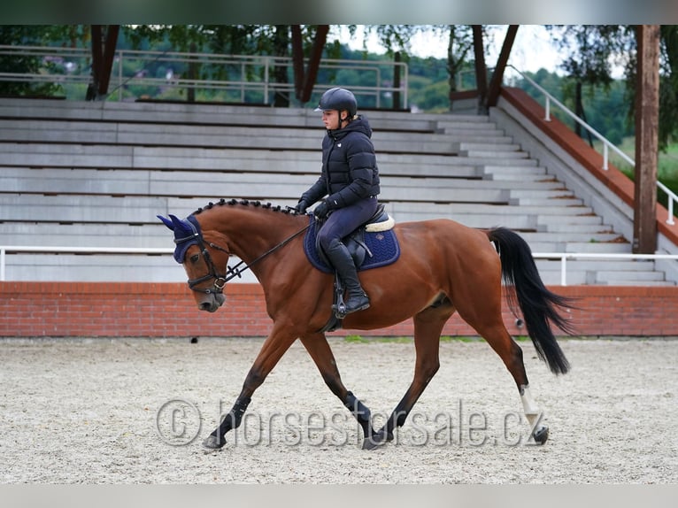 Tschechisches Warmblut Wallach 4 Jahre 162 cm Brauner in Pisek