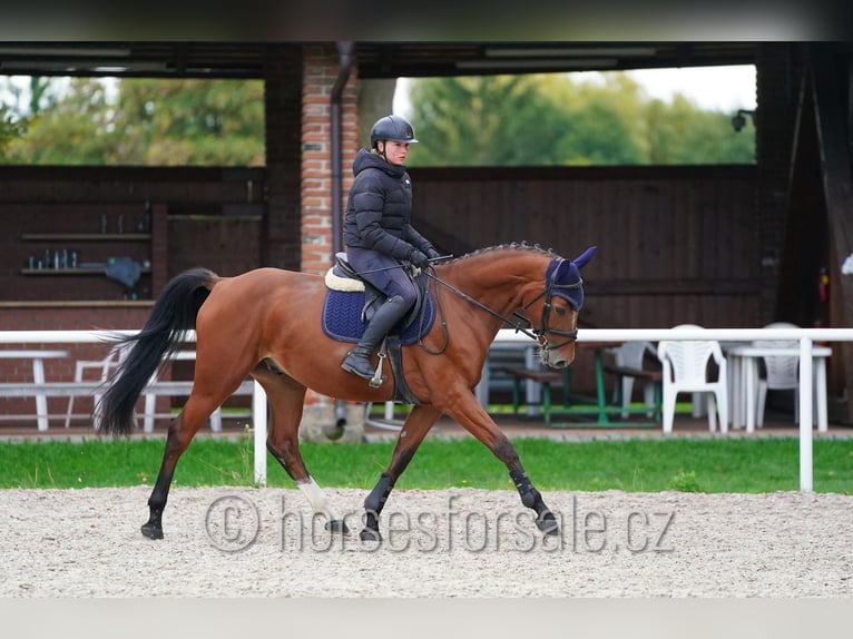 Tschechisches Warmblut Wallach 4 Jahre 162 cm Brauner in Pisek