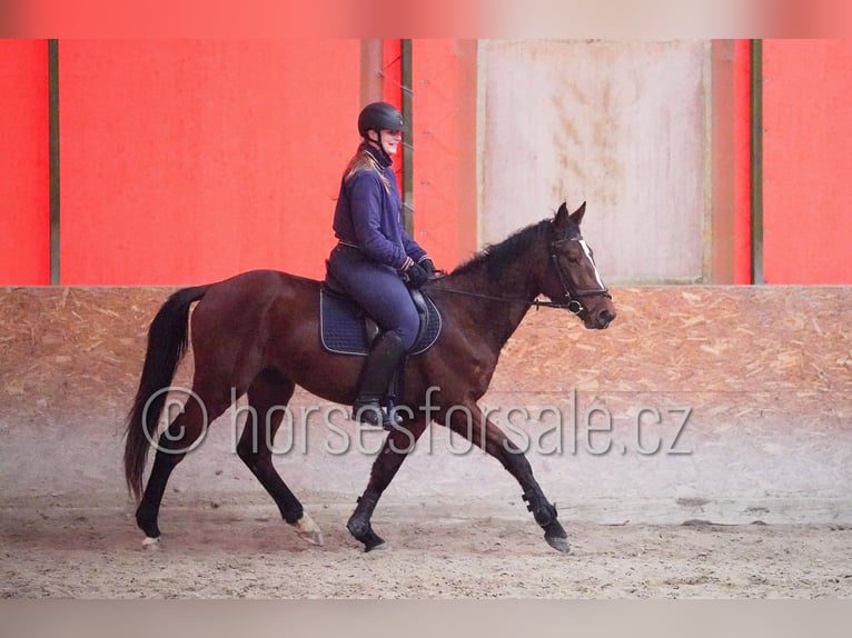 Tschechisches Warmblut Wallach 4 Jahre 162 cm Brauner in Tyn nad Vltavou