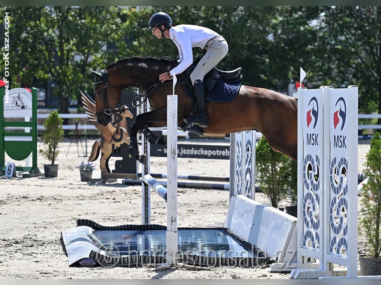 Tschechisches Warmblut Wallach 4 Jahre 164 cm Brauner in Olomouc