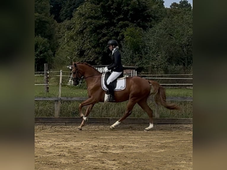 Tschechisches Warmblut Wallach 4 Jahre 164 cm Dunkelfuchs in Lhenice