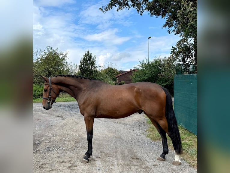 Tschechisches Warmblut Wallach 4 Jahre 164 cm Rotbrauner in Mladá Boleslav