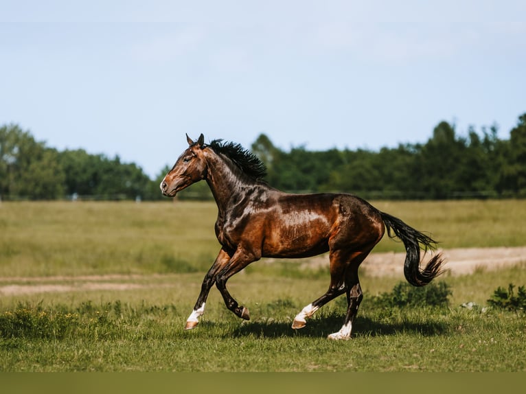 Tschechisches Warmblut Wallach 4 Jahre 165 cm Dunkelbrauner in Prerov