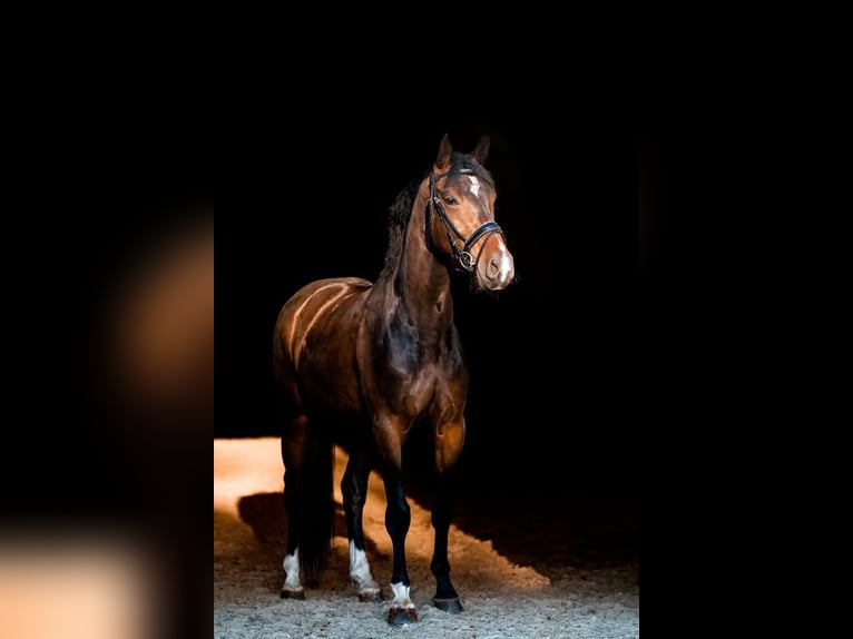 Tschechisches Warmblut Wallach 4 Jahre 165 cm Dunkelbrauner in Prerov