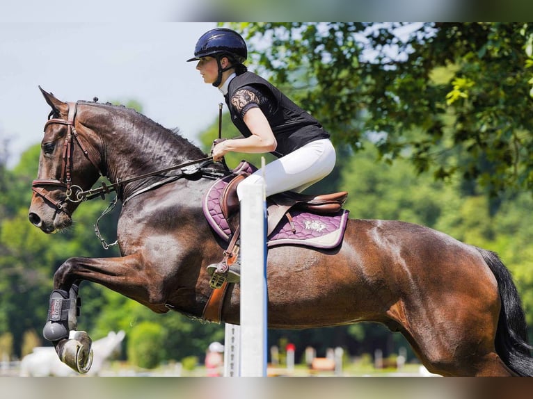 Tschechisches Warmblut Wallach 4 Jahre 165 cm Dunkelbrauner in Prerov