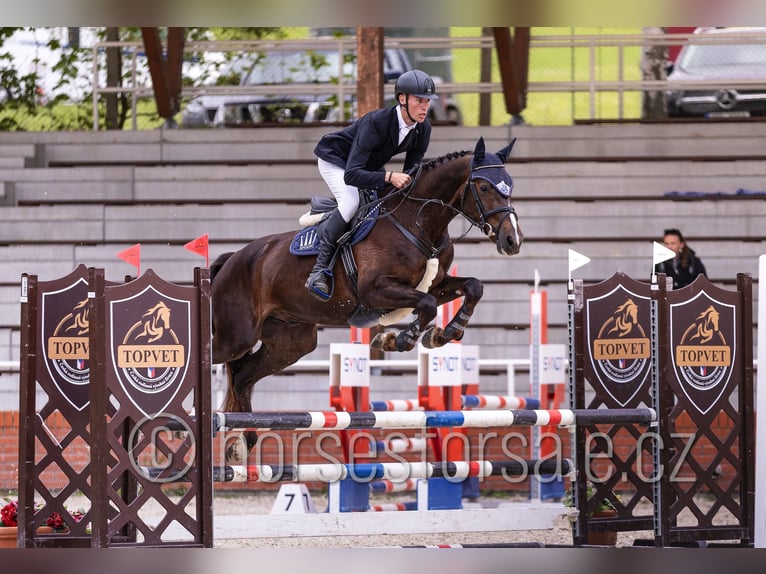 Tschechisches Warmblut Wallach 4 Jahre 165 cm Dunkelfuchs in Tyn nad Vltavou