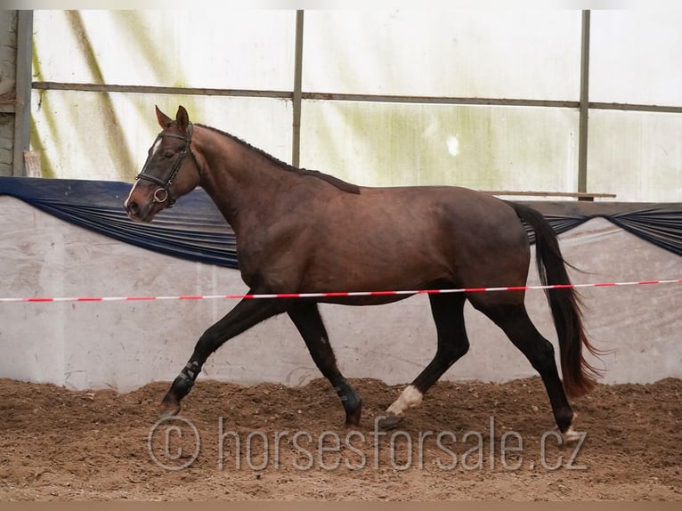 Tschechisches Warmblut Wallach 4 Jahre 165 cm Dunkelfuchs in Tyn nad Vltavou