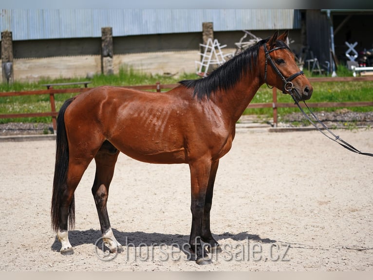 Tschechisches Warmblut Wallach 4 Jahre 166 cm Brauner in Votice