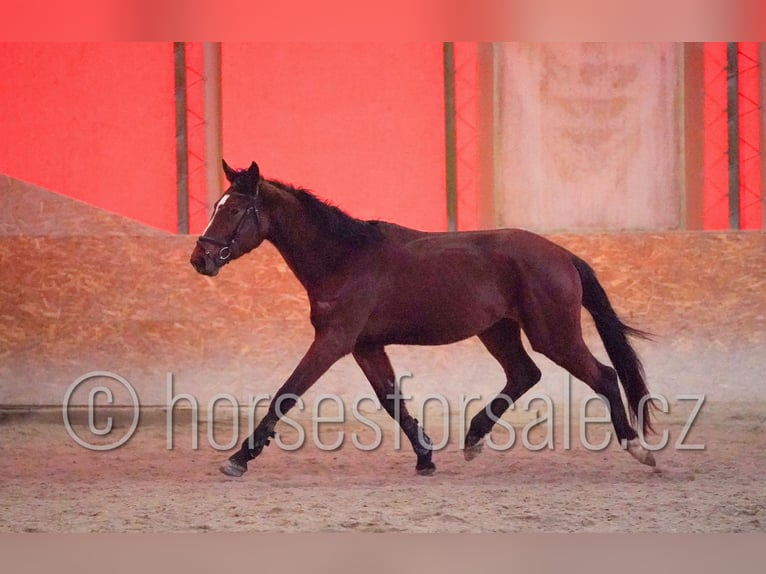 Tschechisches Warmblut Wallach 4 Jahre 167 cm Brauner in Tyn nad Vltavou