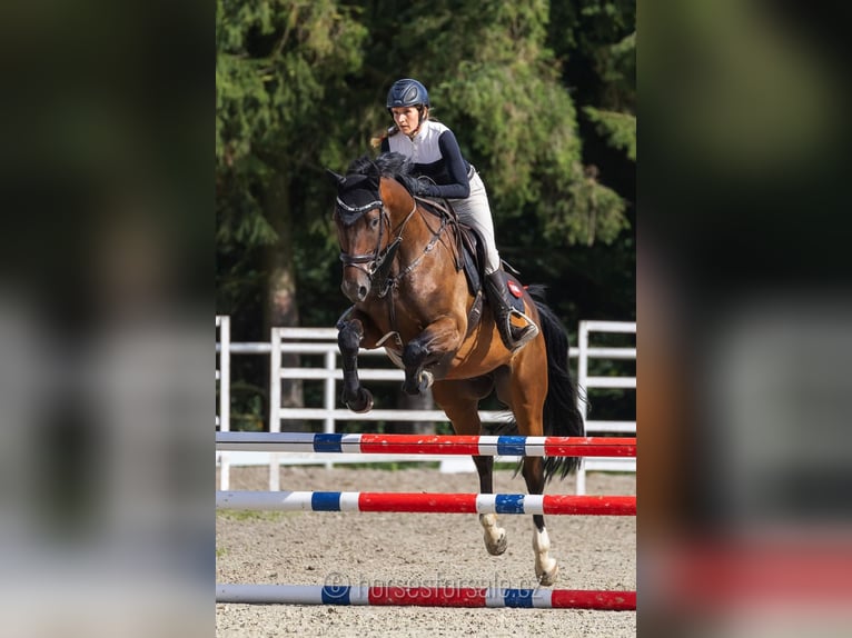 Tschechisches Warmblut Wallach 4 Jahre 167 cm Brauner in Strakonice