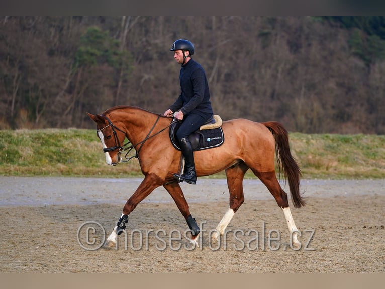 Tschechisches Warmblut Wallach 4 Jahre 168 cm Fuchs in Tyn nad Vltavou